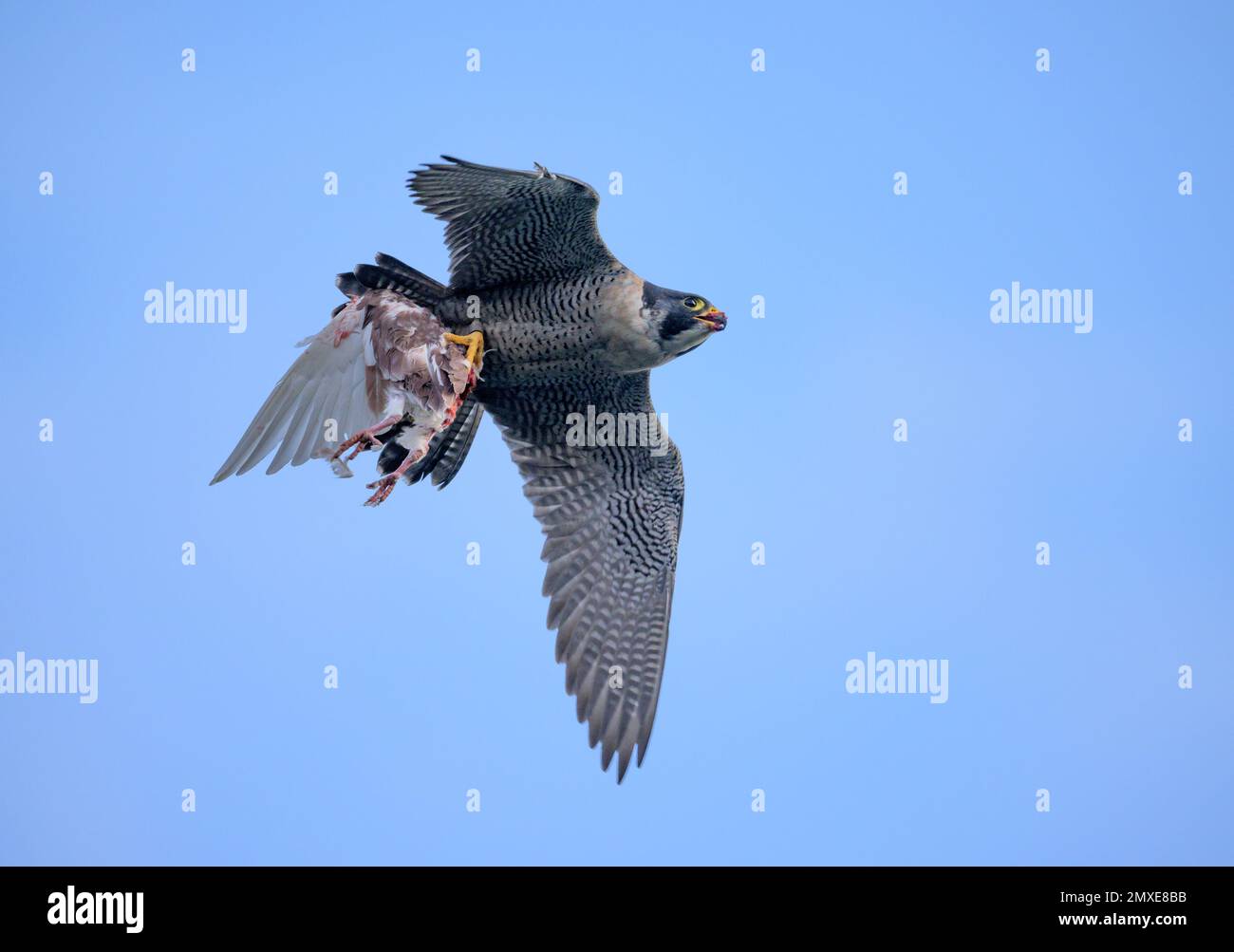 Peregrine Falcon with prey victim (pigeon) returning to devour their reward from a successful hunt Stock Photo