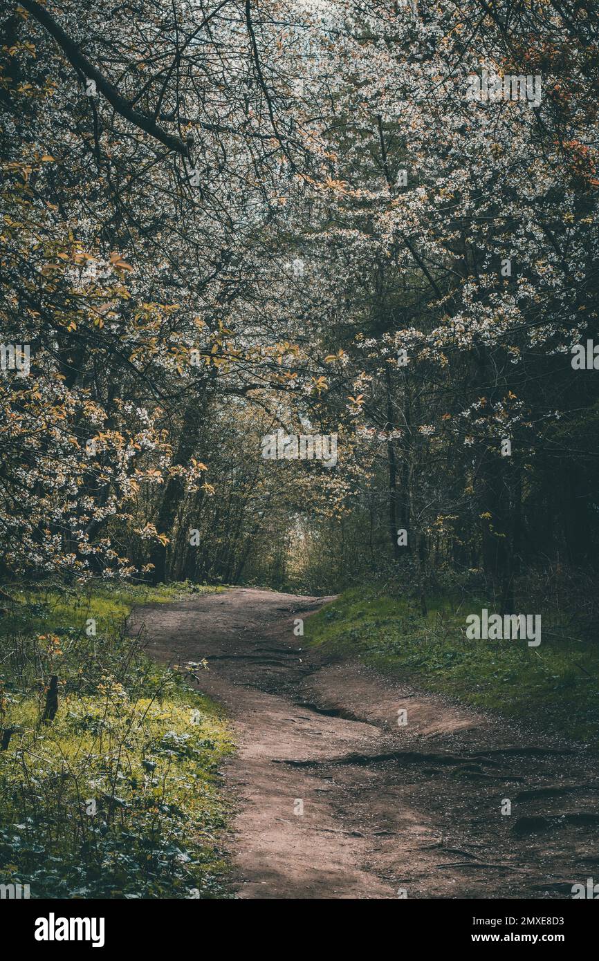 Vertical shot pathway passing hi-res stock photography and images - Alamy