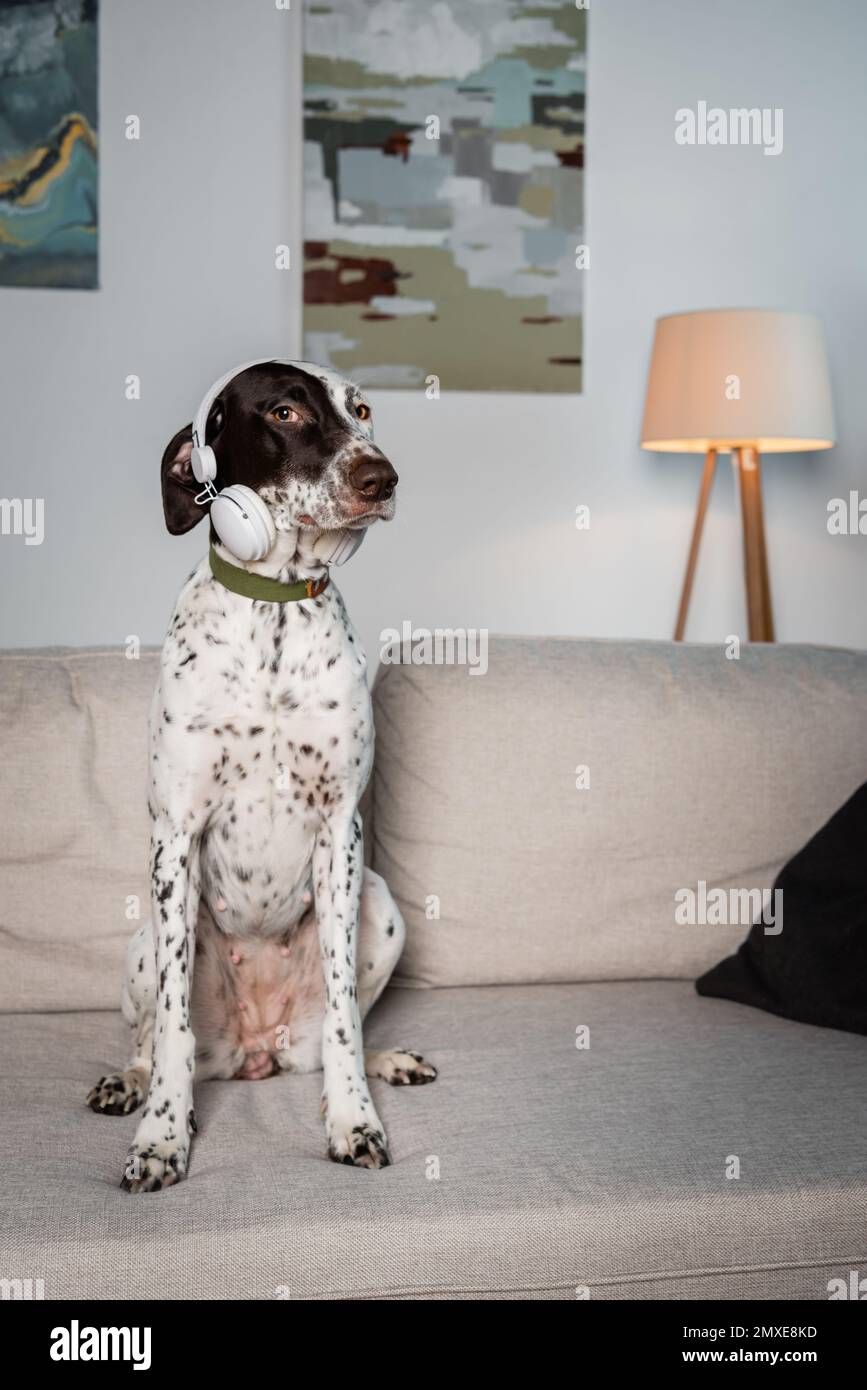 Dalmatian dog in wireless headphones sitting on couch at home,stock image Stock Photo