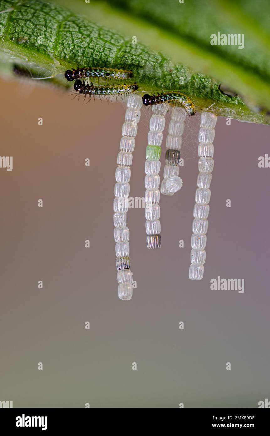 Eggs and caterpillars of the Map Butterfly, Araschnia levana