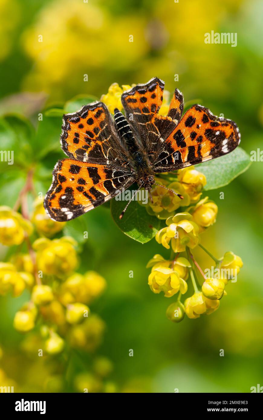 Map Butterfly, Araschnia levana, spring colouring, spring generation, spring form, Insect of the year 2023 in Germany Stock Photo