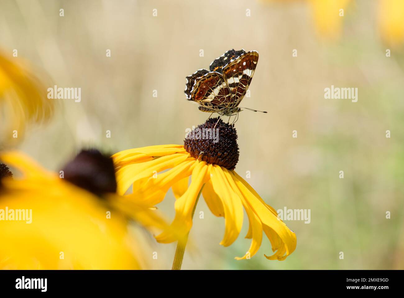 Map Butterfly, Araschnia levana, summer generation, summer colour, summer colouring, Insect of the year 2023 in Germany Stock Photo