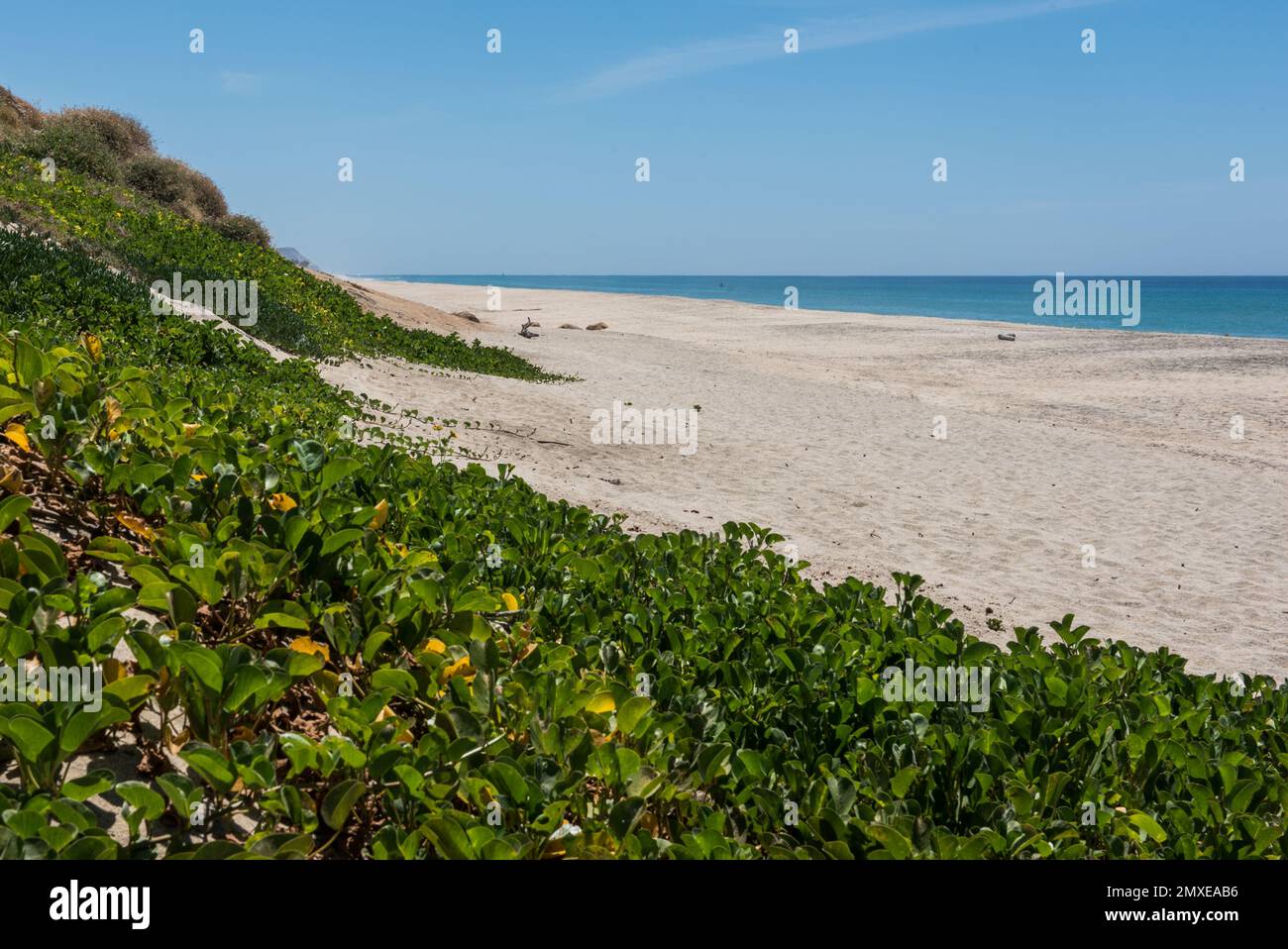A closeup shot of beach morning glory leaves covering the sand slope in the baech Stock Photo