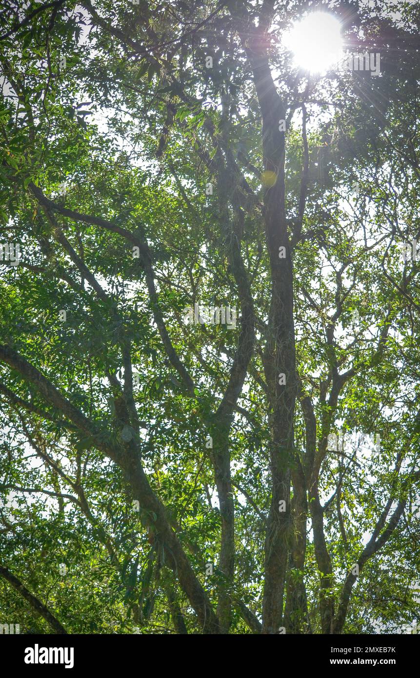 A low angle shot of a tall tree in the forest Stock Photo - Alamy