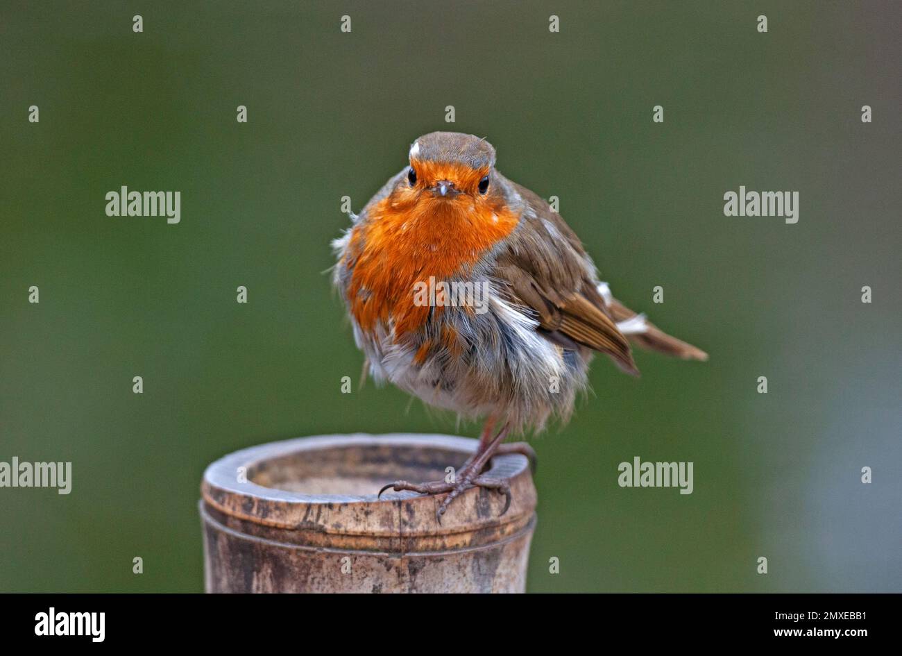 Robin Several Botanical Gardens, Edinburgh, Scotland, UK. 3rd February 2023. Pictured ...