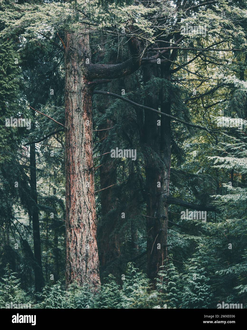 A vertical shot of tall trees in a forest Stock Photo - Alamy
