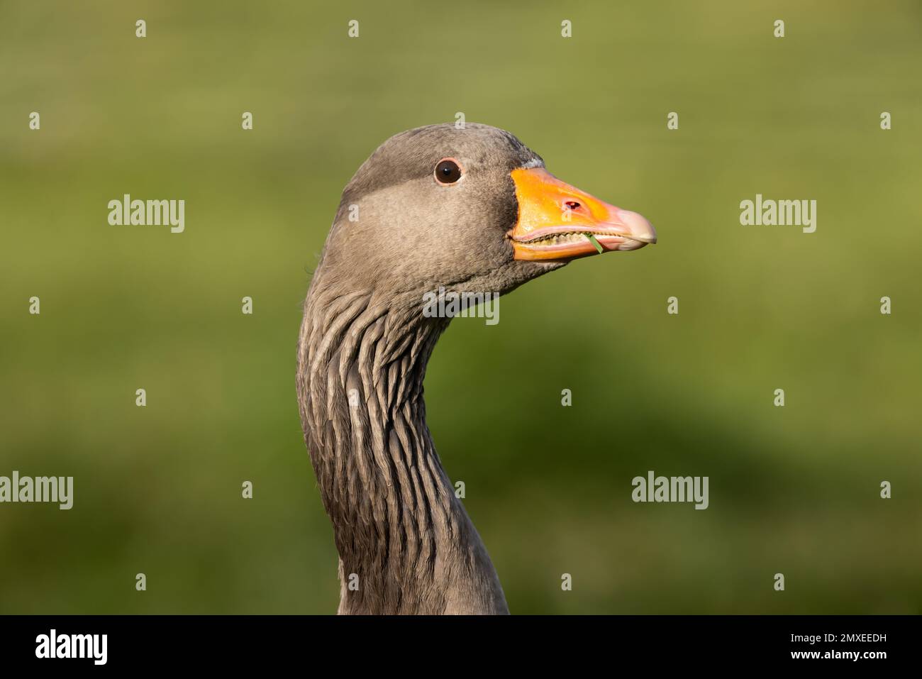 Greylag Goose close-up Stock Photo