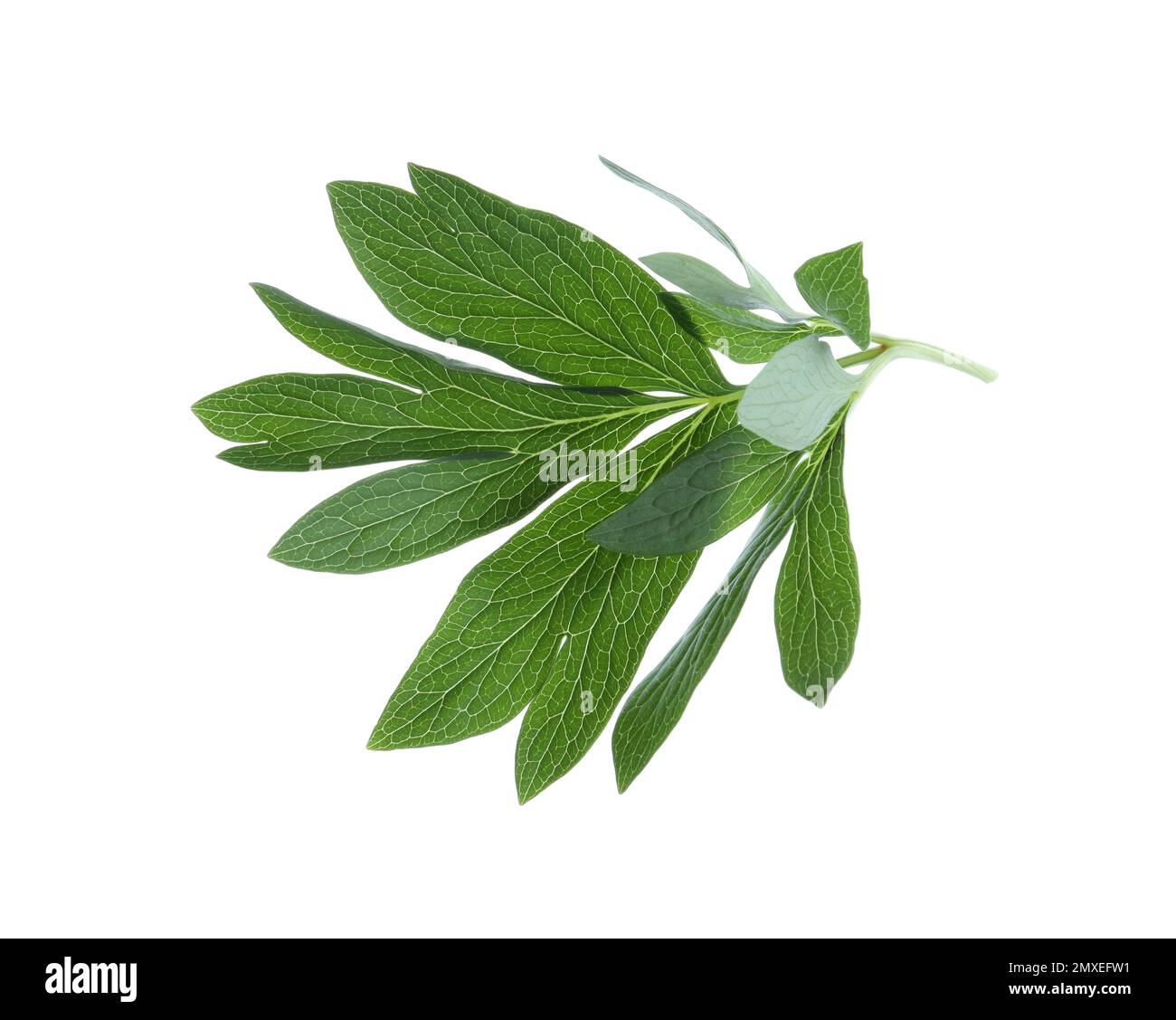 Fresh leaves of peony plant isolated on white Stock Photo - Alamy