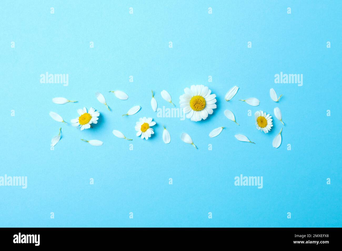 Flat lay composition with fresh chamomiles on light blue background ...