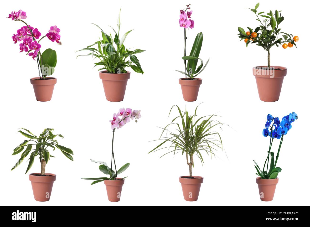 Set of different houseplants in flower pots on white background Stock Photo