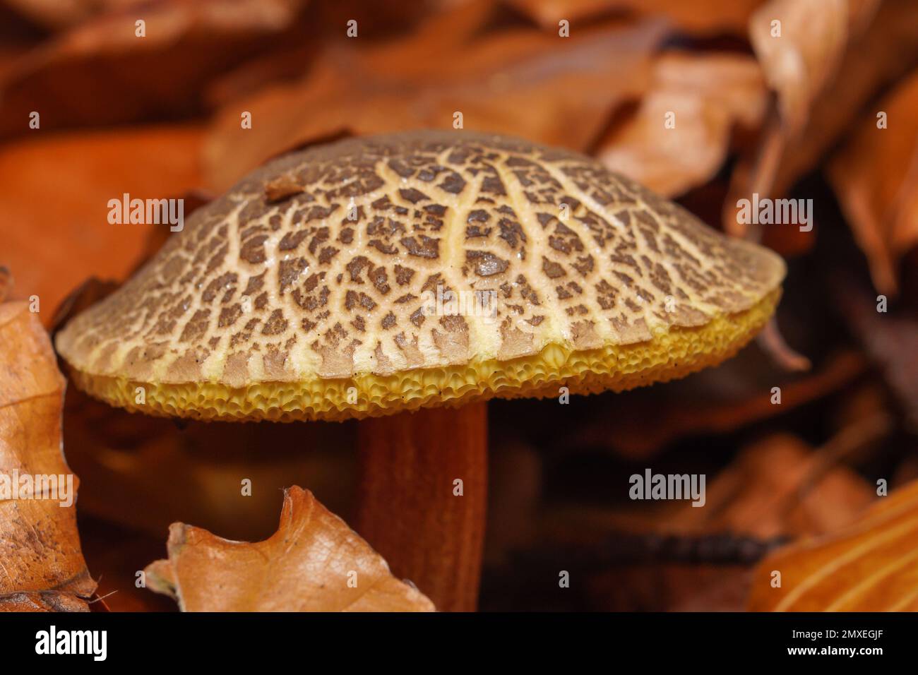 A closeup of a mushroom's cap surrounded by fallen leaves on the ground Stock Photo