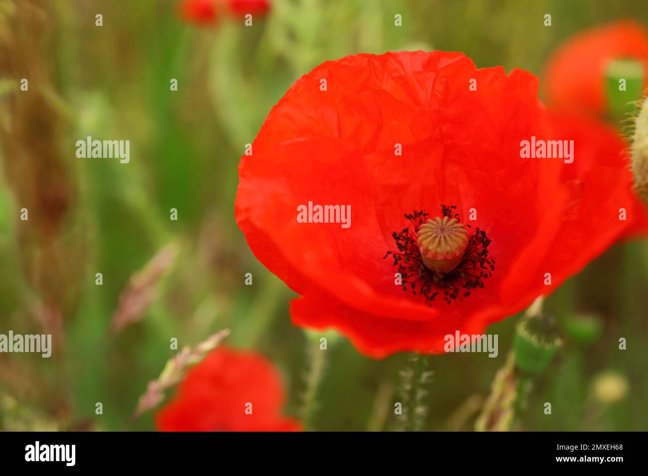 Beautiful red poppy flower growing in field, closeup Stock Photo - Alamy