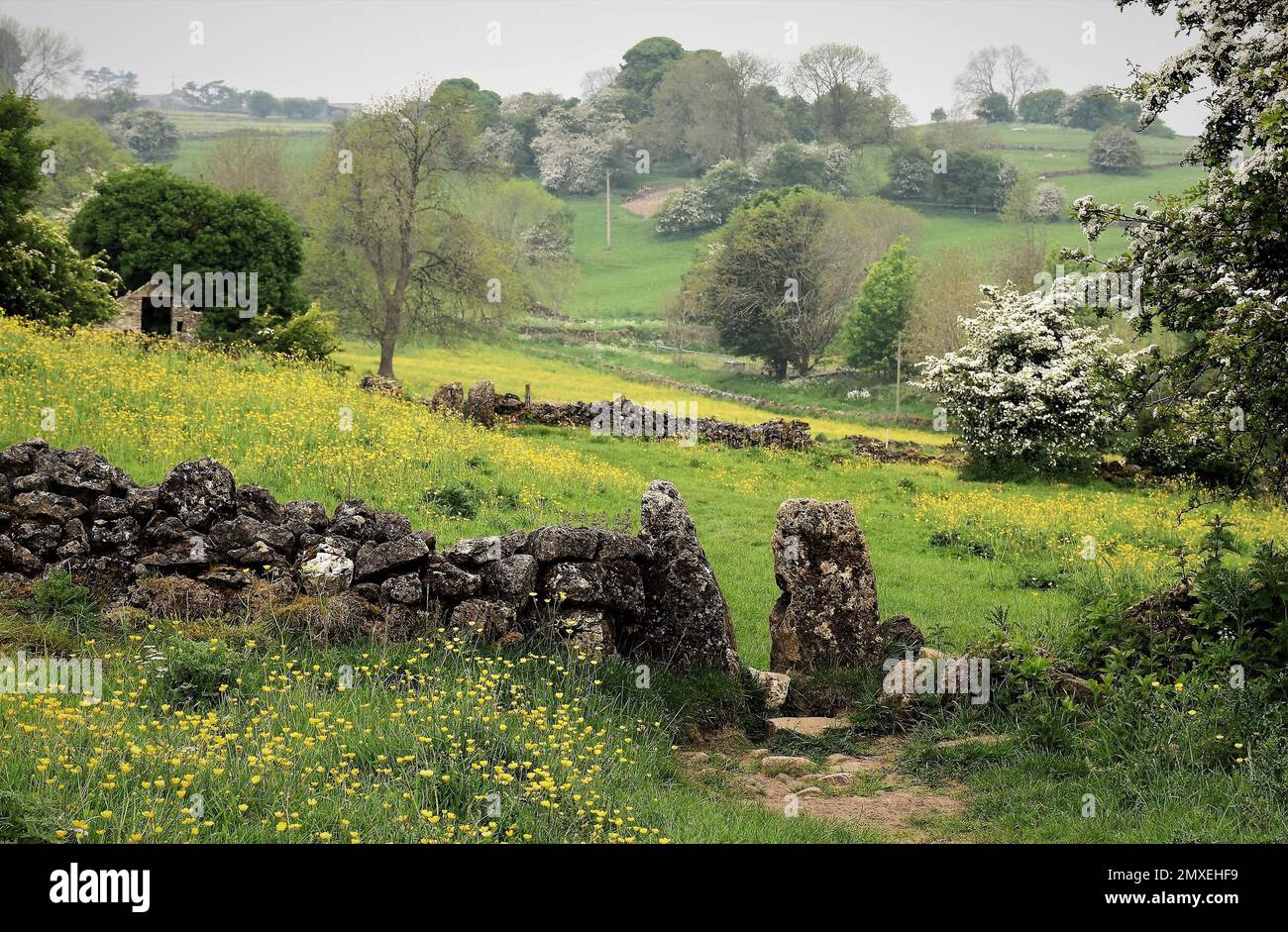 Serene wildflowers hi-res stock photography and images - Alamy