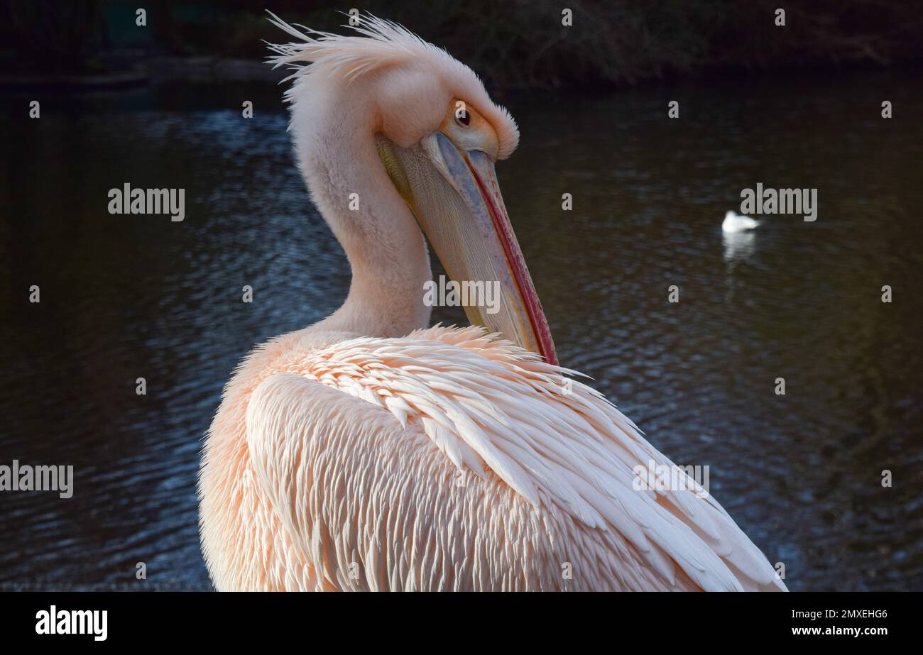 A great white pelican, also known as eastern white pelican (Pelecanus onocrotalus), preens next to a lake. Stock Photo