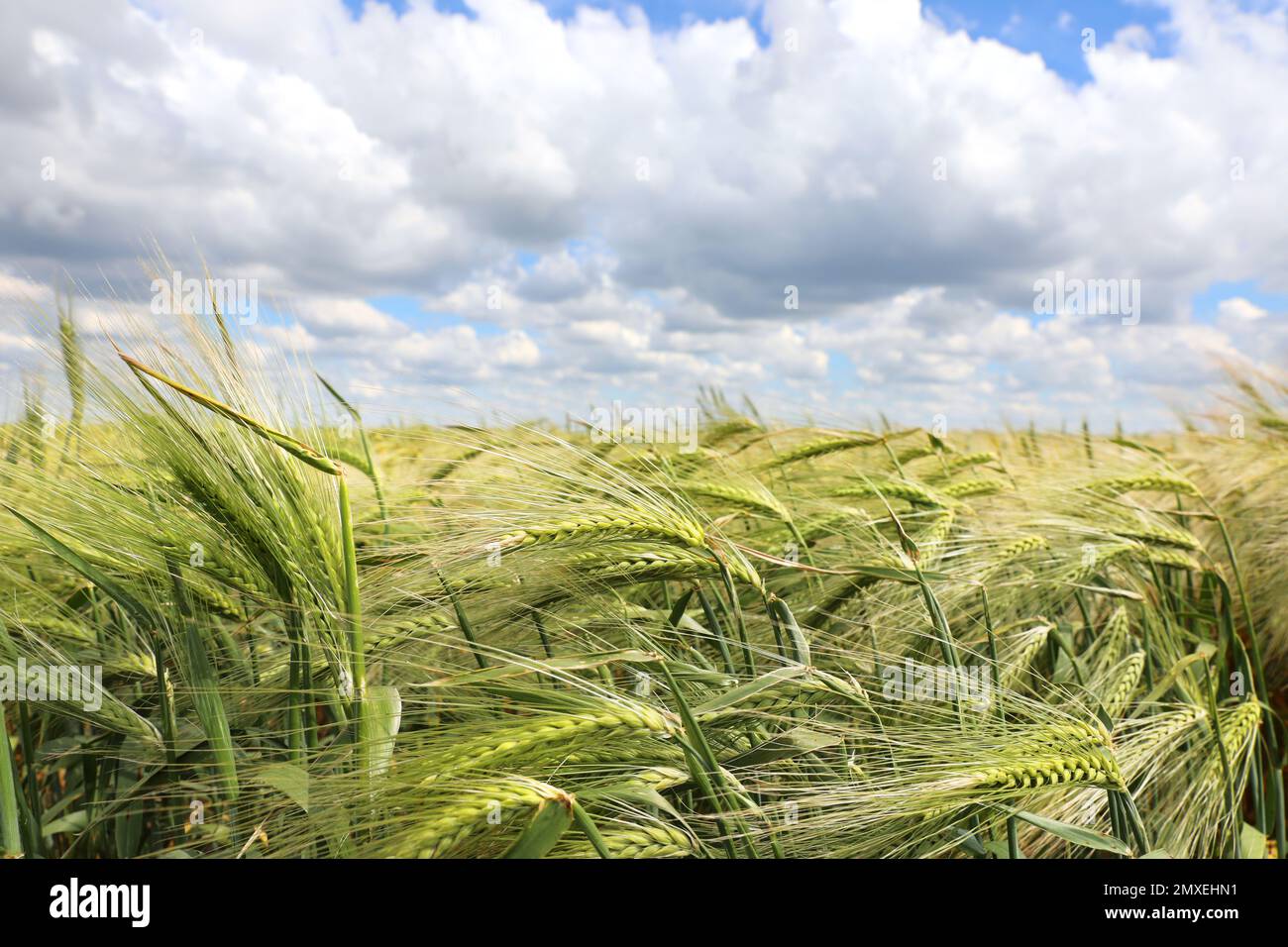 Agricultural field with ripening cereal crop on cloudy day Stock Photo ...
