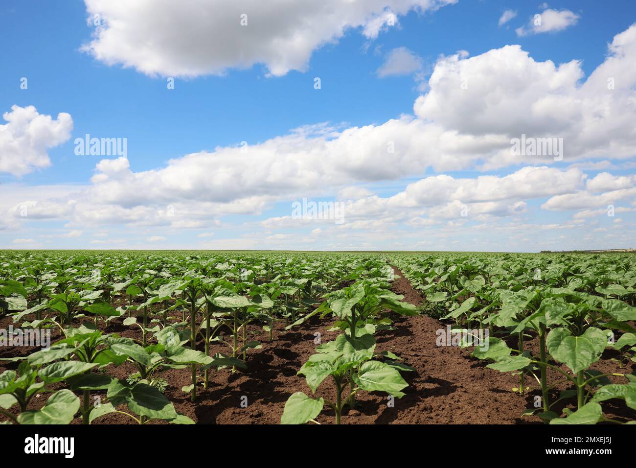 Agricultural field with young sunflower plants on sunny day Stock Photo ...