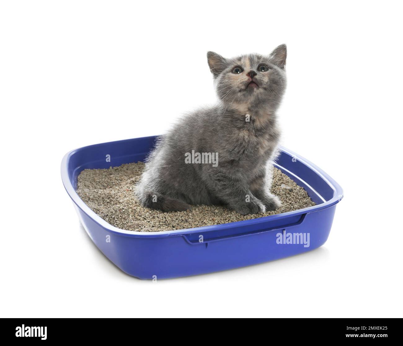 Cute British Shorthair kitten in litter box on white background Stock