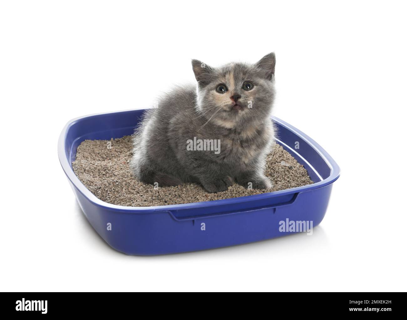 Cute British Shorthair kitten in litter box on white background Stock