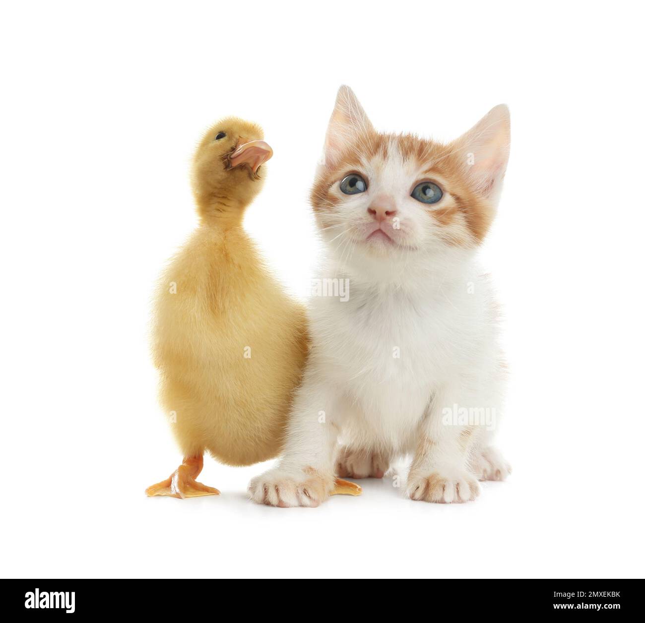 Kitten and duckling hi-res stock photography and images - Alamy