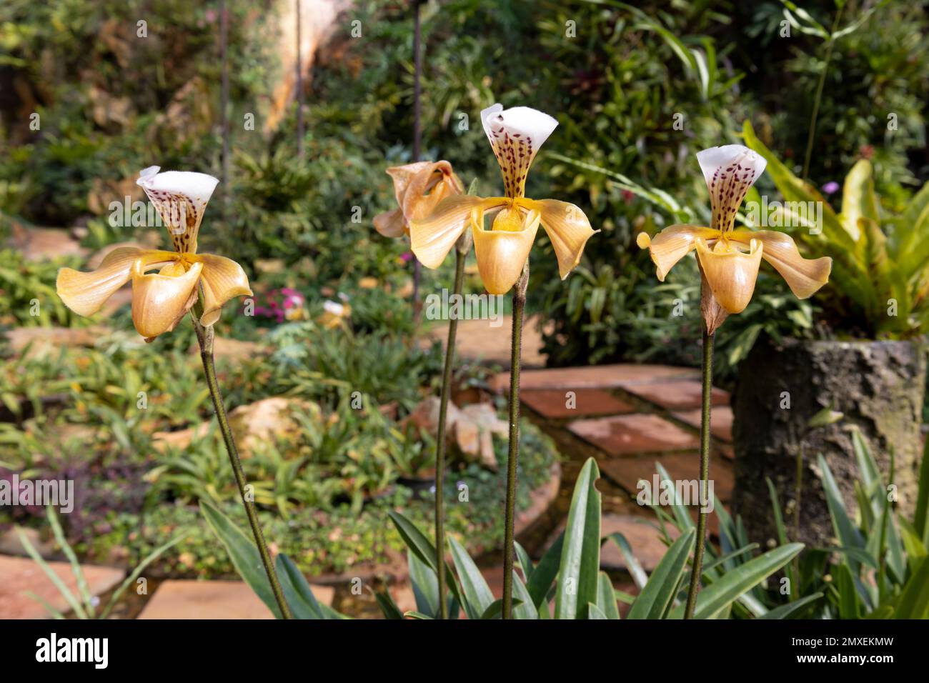 Ward's Paphiopedilum Orchid in Bloom Orange and white color Stock Photo