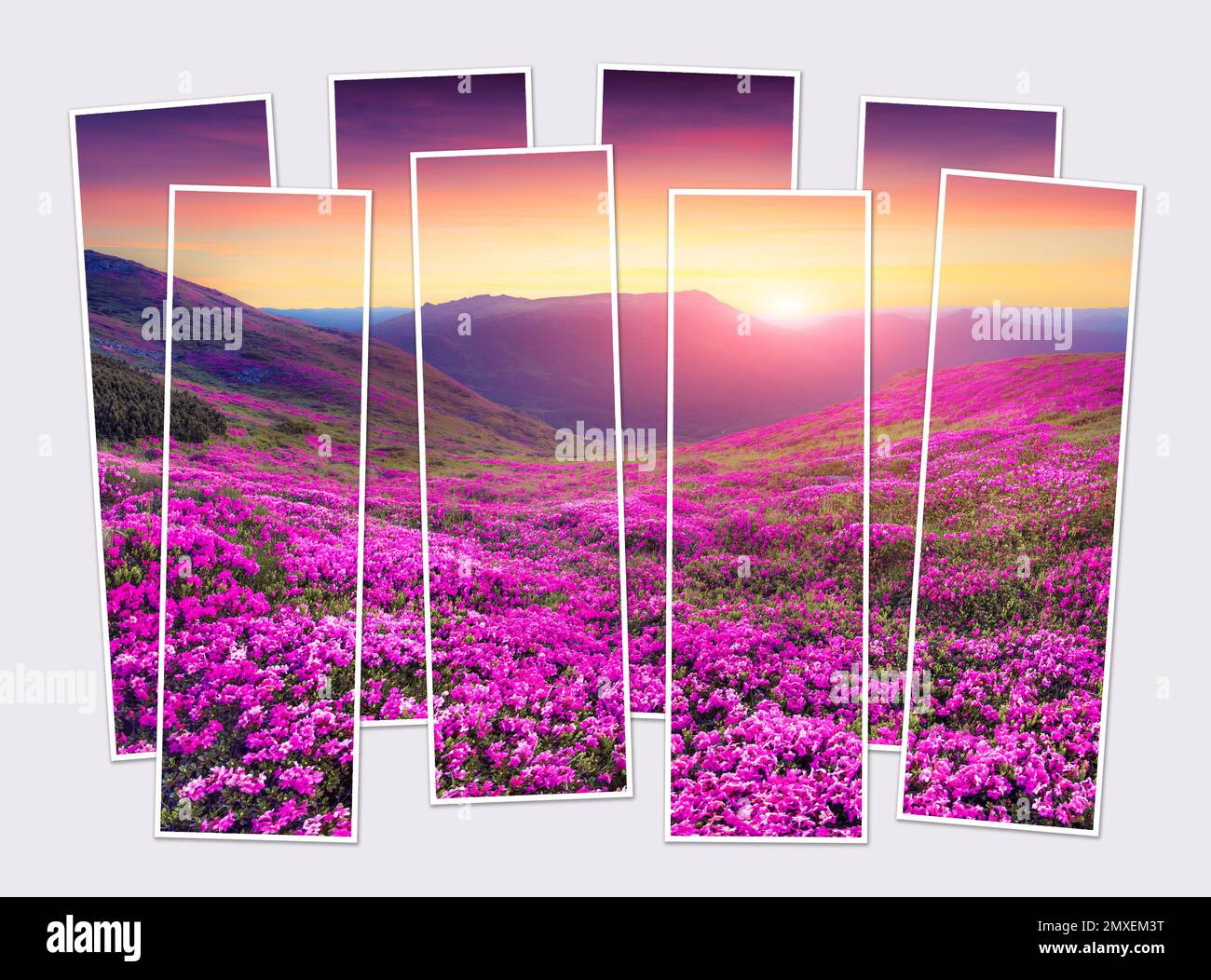 Isolated eight frames collage of picture of blooming pink rhododendron flowers on the mountain valley. Astonishing sunrise in Carpathian mountains. Mo Stock Photo