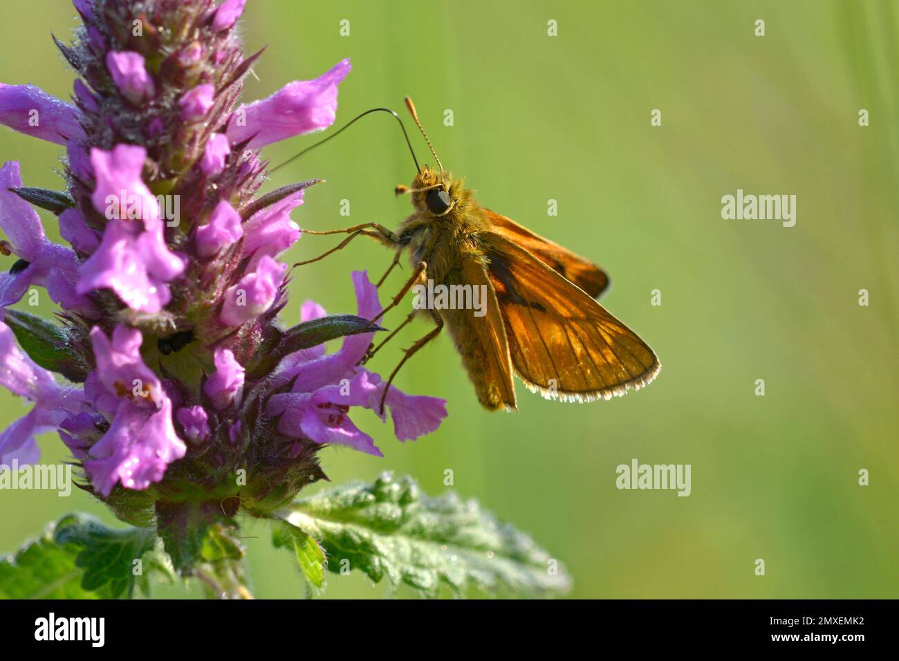 Butterfly the large skipper, Ochlodes sylvanus, feeding on nectar of a field wild flower. Carpathians Ukraine. Stock Photo