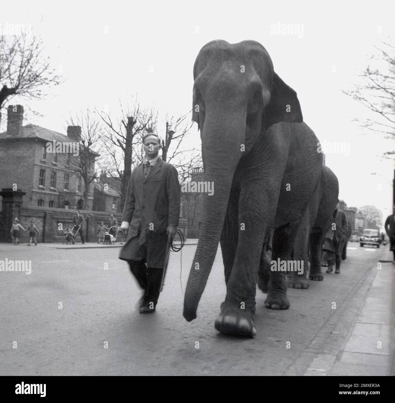 1955, historical, an animal trainer leading a line of elephants on a road as the circus comes to town, the Bertam Mills Circus, Cambridge, England, UK. Started by Bertram W, Mills in 1921 with a production at London's Olympia,  the Mill's circus show was quality entertainment, attracting the great and the good, with amous people of the day attended, many being members of the Royal Family.  Bertram W. died in 1938 but his two sons Cyril and Bernard took over and performances continued until 1967, when rising costs saw it close. Stock Photo