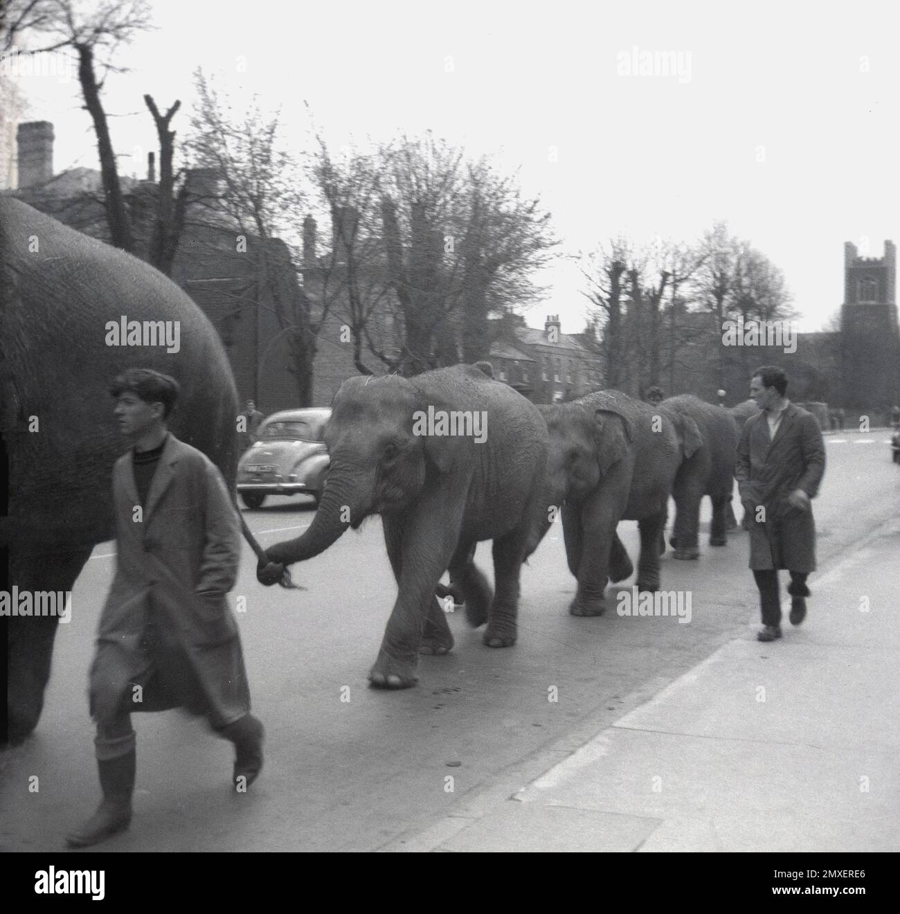 1955, historical, animal trainers leading a line of elephants on a road as the circus comes to town, the Bertam Mills Circus, Cambridge, England, UK. Started by Bertram W, Mills in 1921 with a production at London's Olympia, the Mill's circus show was quality entertainment attracting the great and the good, with famous people of the day attending, many being members of the British Royal Family.  Bertram W, died in 1938 but his two sons, Cyril and Bernard took over and performances continued until 1967, when rising costs forced its closure. Stock Photo