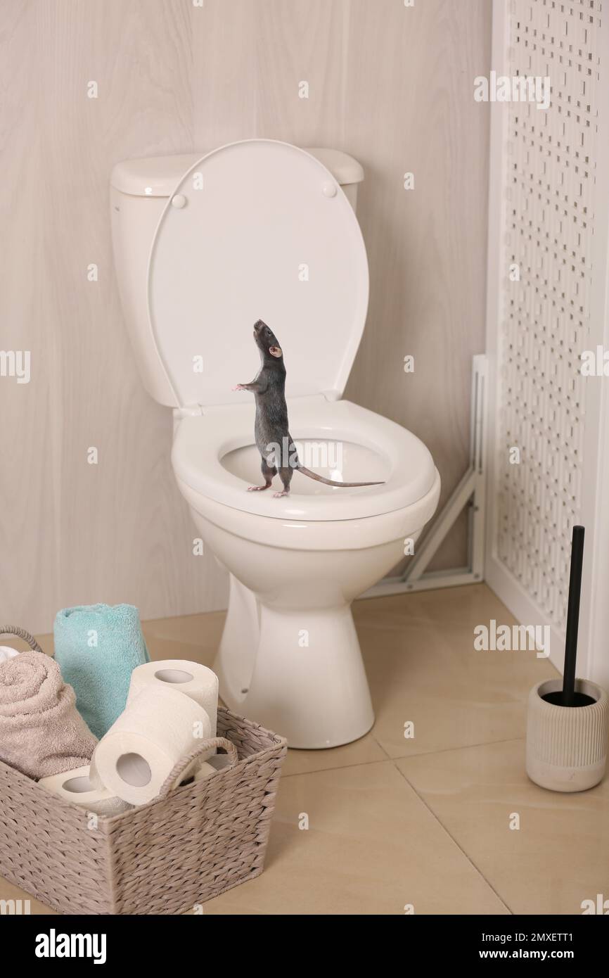 Rat on toilet bowl in light bathroom Stock Photo Alamy