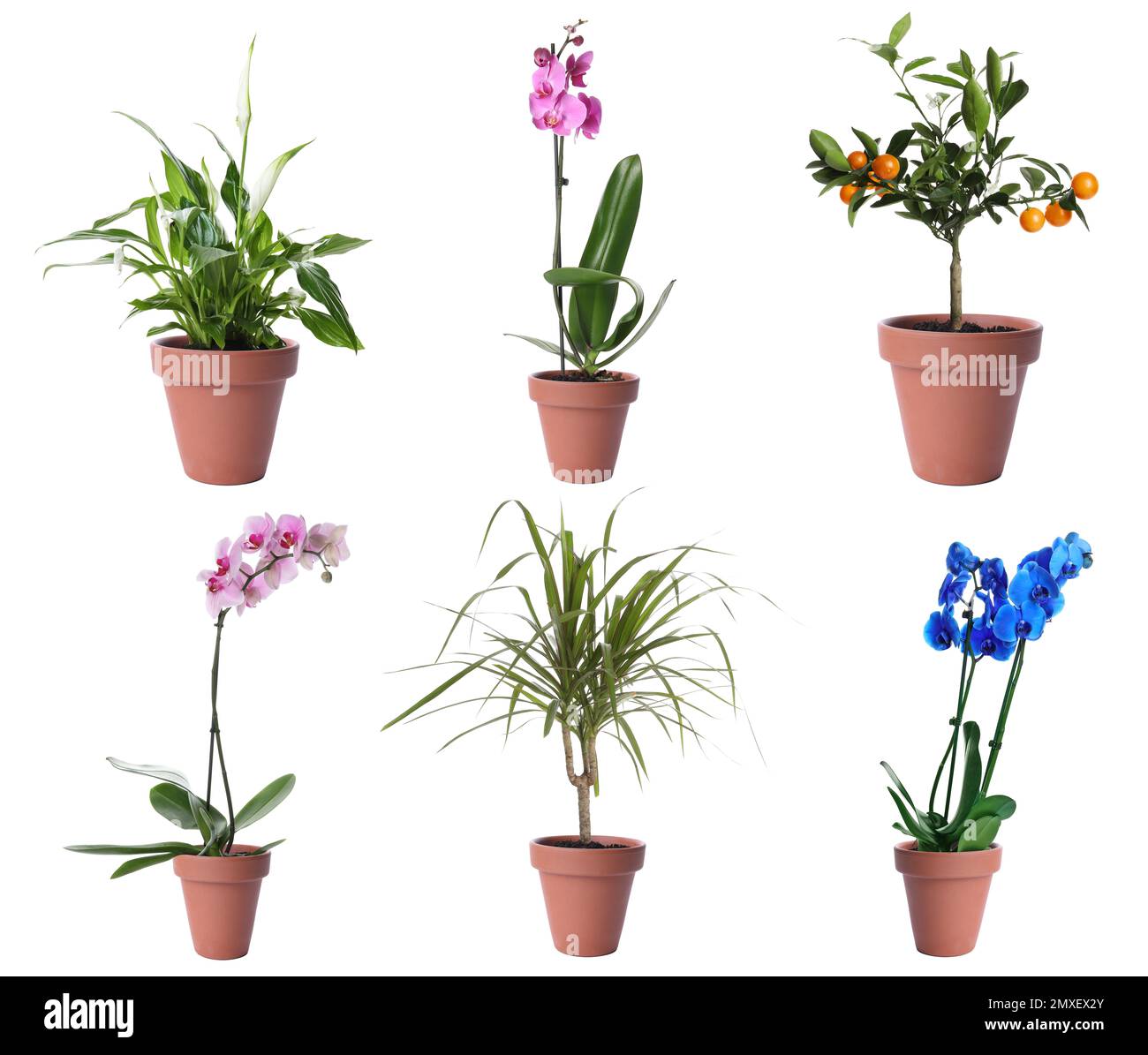Set of different houseplants in flower pots on white background Stock Photo