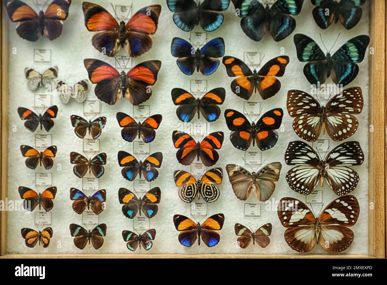 Many different beautiful exotic butterflies on white background Stock Photo