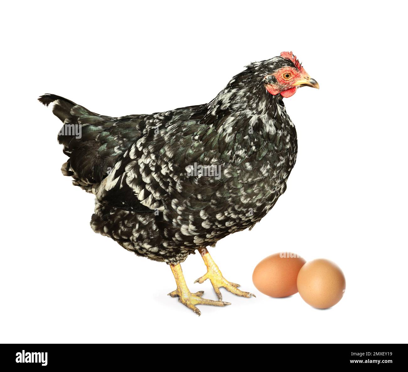 Beautiful chicken and eggs on white background Stock Photo - Alamy