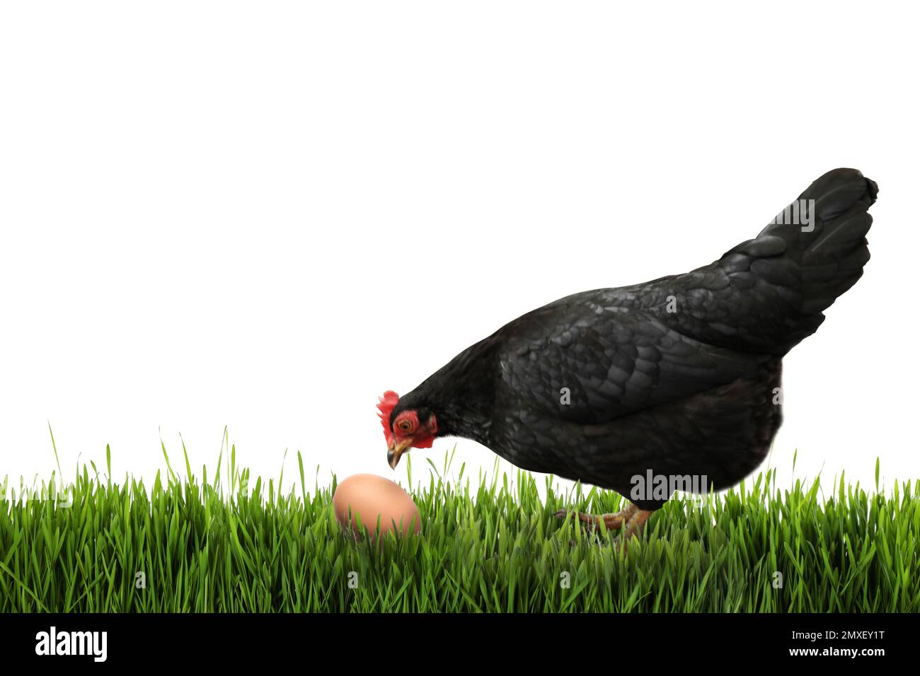 Beautiful chicken and egg on green grass against white background Stock ...