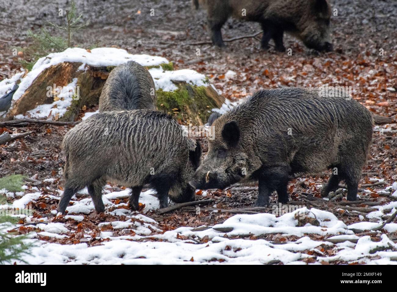 Sows in the beech forest, mating season Stock Photo