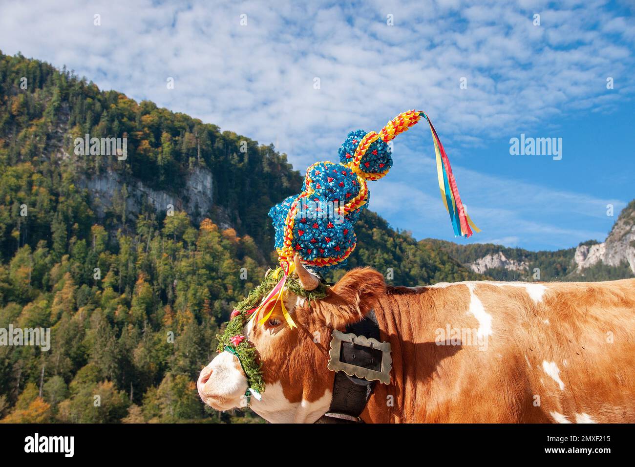 beim Almabtrieb von der Saletalm über den Königssee zur Seelände und ...