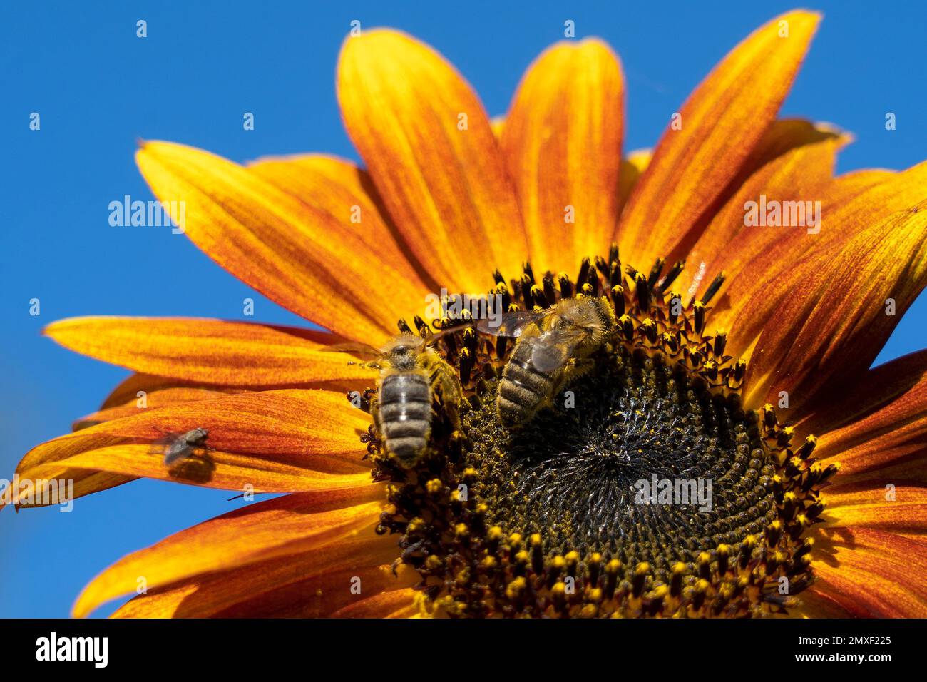 die Sonnenblume wird bestäubt von einer Biene, Pflanzenwelt, Tierwelt , Apis mellifera Stock Photo