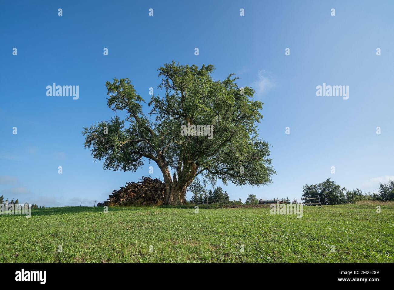 riesiger, alter Birnbaum , Naturdenkmal Birnbaum bei Sankt Georgen ...