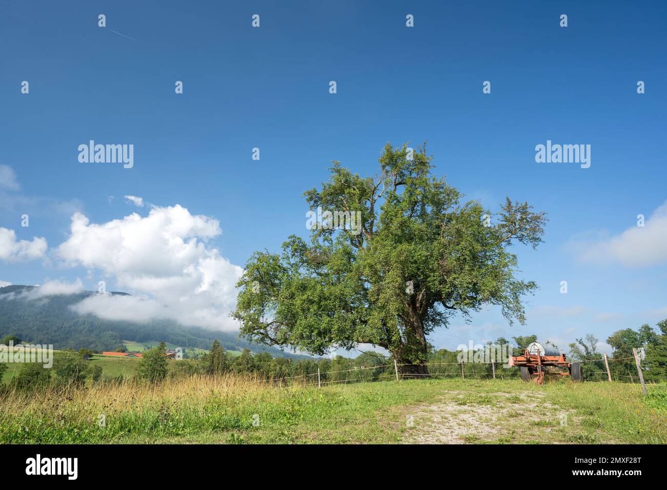 riesiger, alter Birnbaum  , Einzelbaum - Naturdenkmal , einer der dicksten Birnbäume Deutschlands Stock Photo