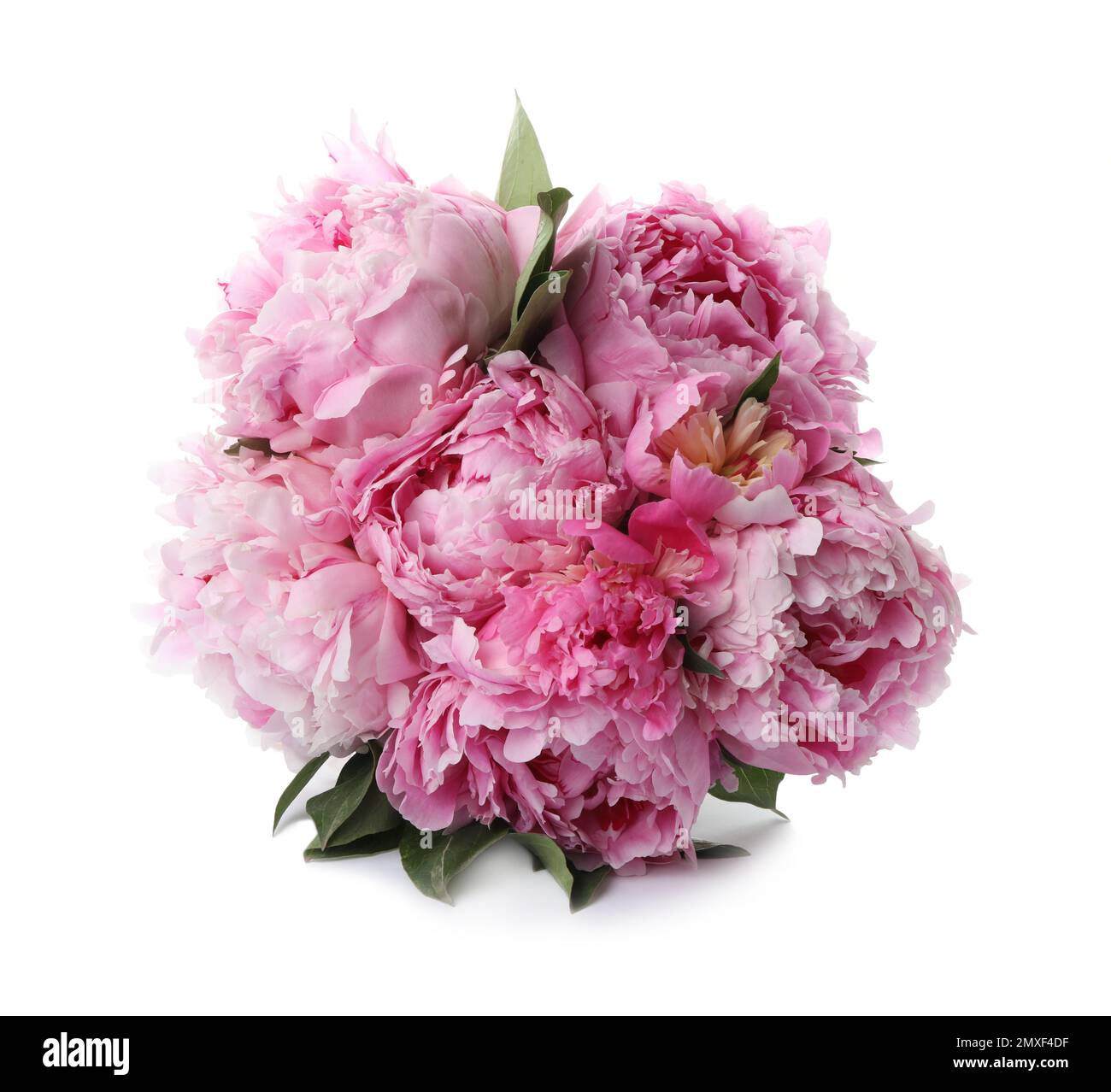 Bouquet of beautiful peonies on white background Stock Photo - Alamy
