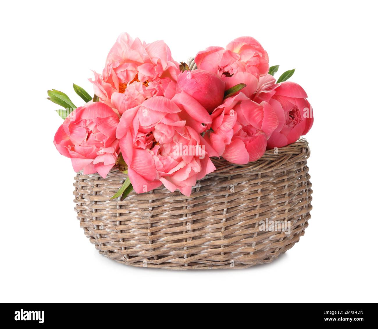 Wicker basket with beautiful pink peonies on white background Stock ...