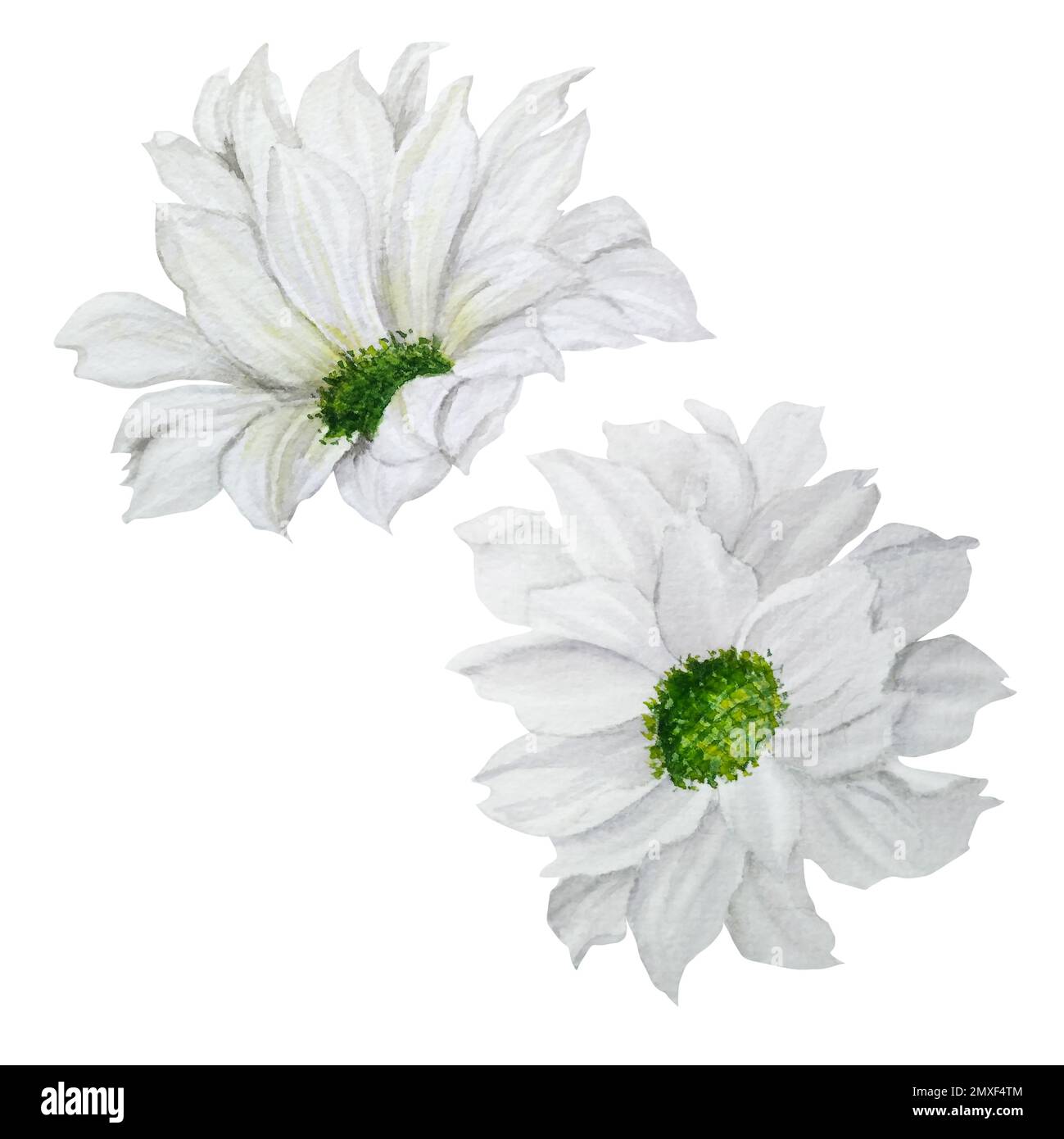 Hand-drawn watercolor white chrysanthemum flower heads. A small part of the Big FLOWER set Stock Photo