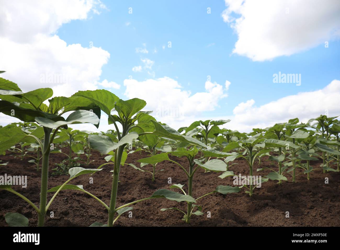 Agricultural field with young sunflower plants on sunny day Stock Photo ...
