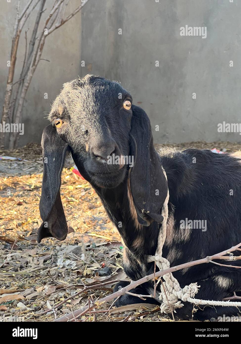 Animals are in the village diary form eating the gross and enjoying in  winter Stock Photo - Alamy