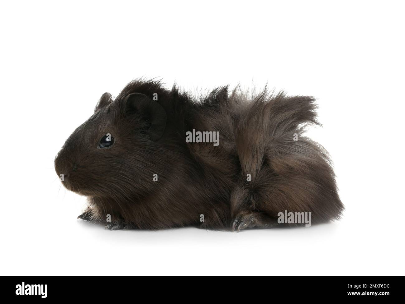 Cute funny guinea pig on white background Stock Photo