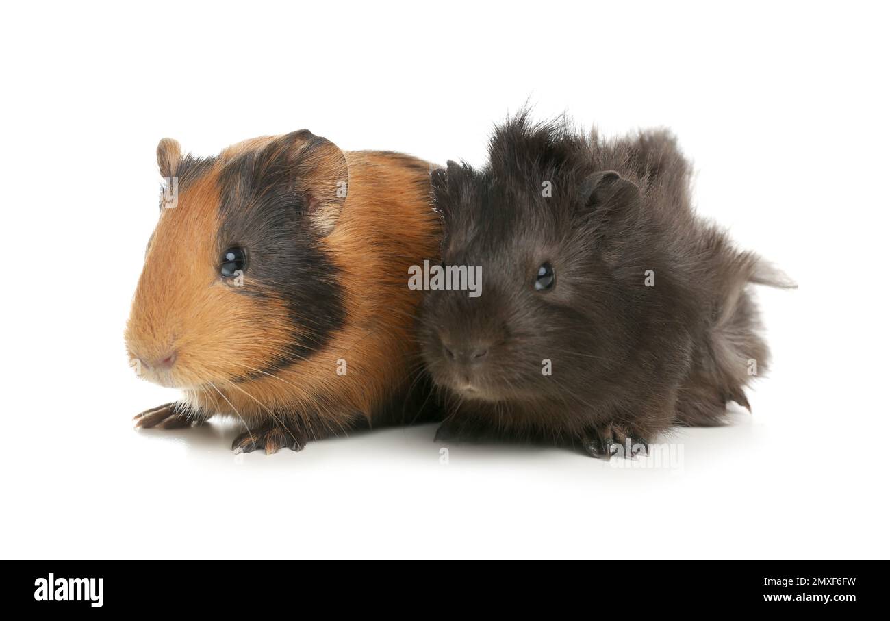 Cute funny guinea pigs on white background Stock Photo