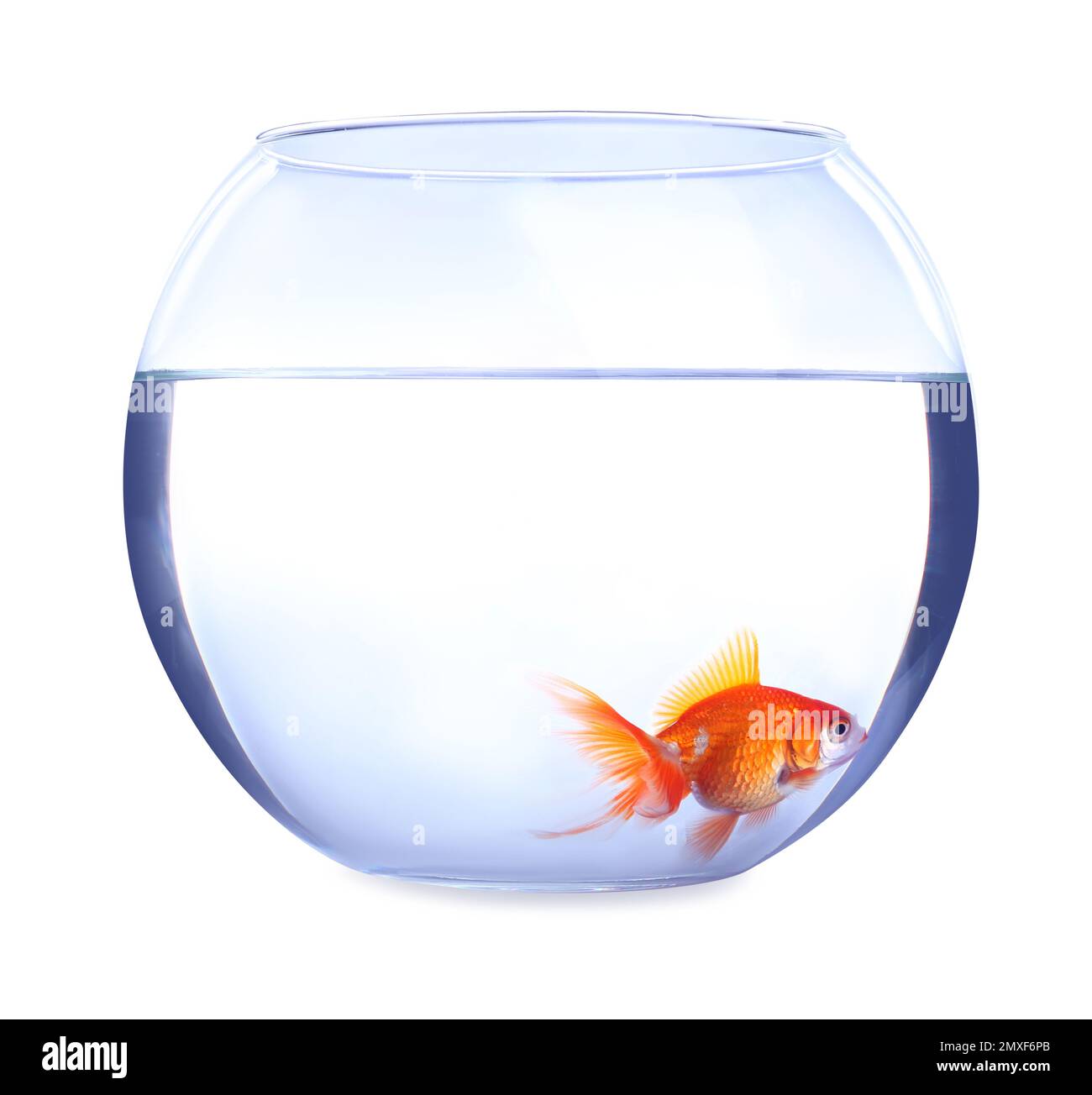 Image showcasing Beautiful bright small goldfish in round glass aquarium isolated on ...