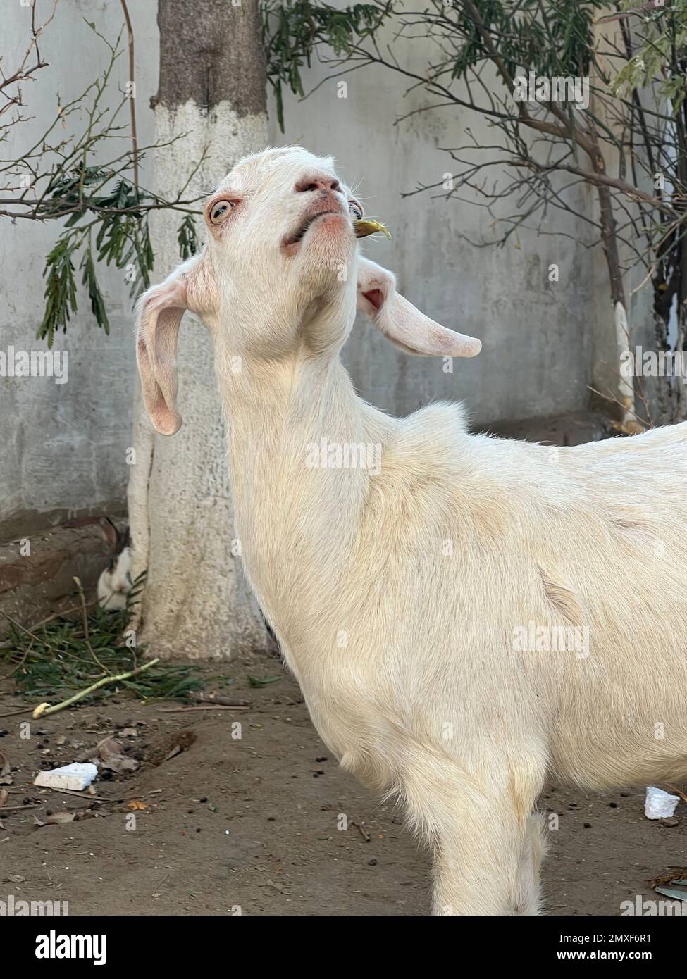 Animals are in the village diary form eating the gross and enjoying in  winter Stock Photo - Alamy