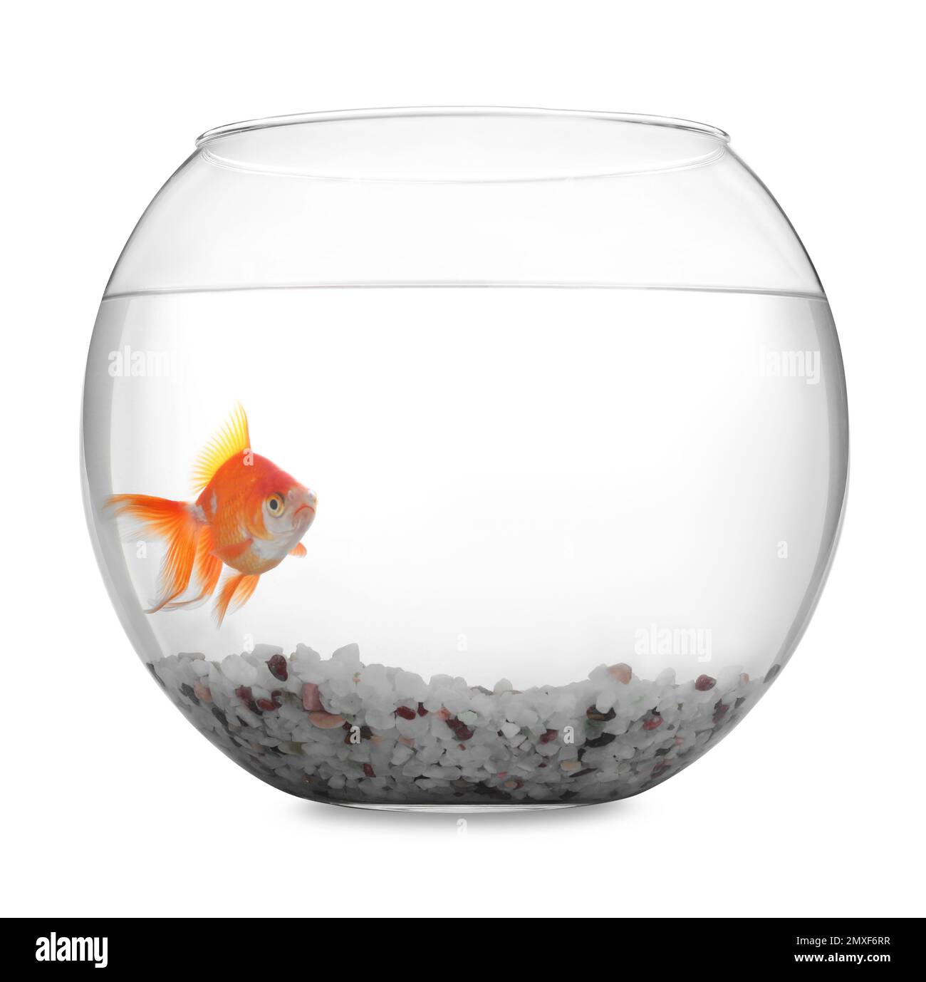 Curated visual reference: Visual Reference: Beautiful Bright Small Goldfish In Round Glass Aquarium Isolated On
