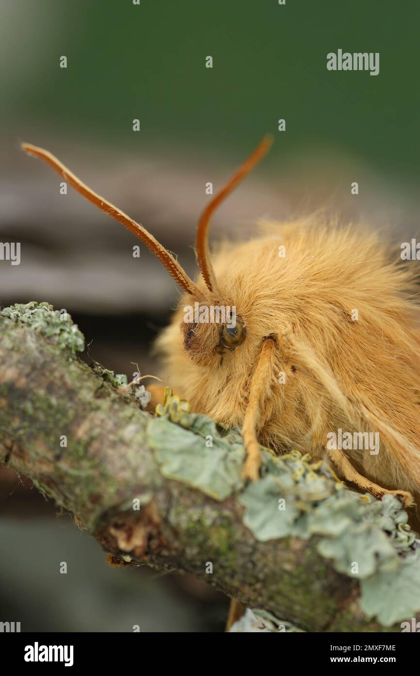 Detailed closeup on the light brown Oak Eggar moth, Lasiocampa quercus Stock Photo