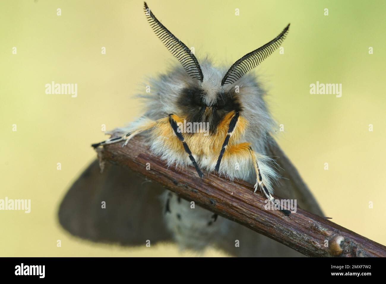 Detailed close-up macro image of hairy head and face of Diaphora mendica moth Muslin moth hanging on a twig Stock Photo